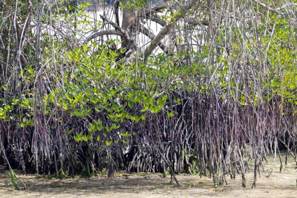 istock Mangrove trees on a tidal flat in Singapore 1833500018