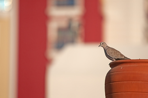 Eurasian collared dove (Streptopelia decaocto) in a red pot.