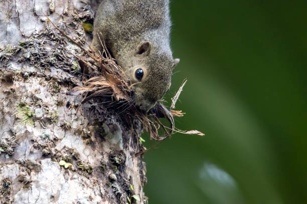 istock Plantain squirrel, Callosciurus notatus, collecting plants for a nest 1833504613