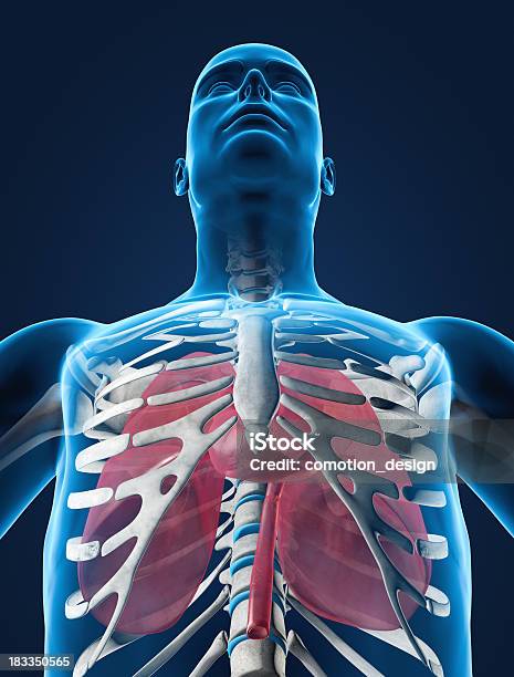 Płuc I Serca W Żebra - zdjęcia stockowe i więcej obrazów Anatomia człowieka - Anatomia człowieka, Grafika komputerowa, Układ krwionośny