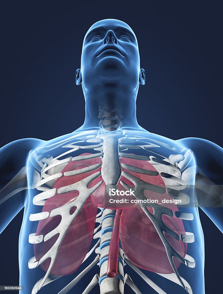 Pulmões e no coração de ribcage - Foto de stock de Anatomia royalty-free