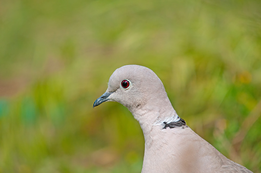Close-up Eurasian collared dove (Streptopelia decaocto) head.