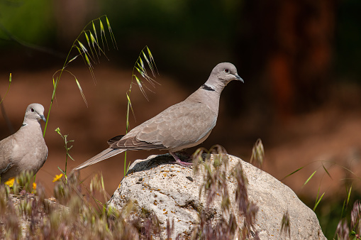 Eurasian collared dove (Streptopelia decaocto) standing on a rock.
