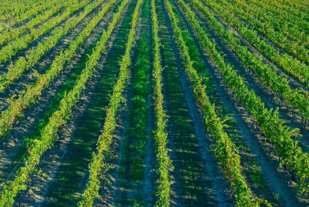 istock Grapes Growing on the Vines 1833507779