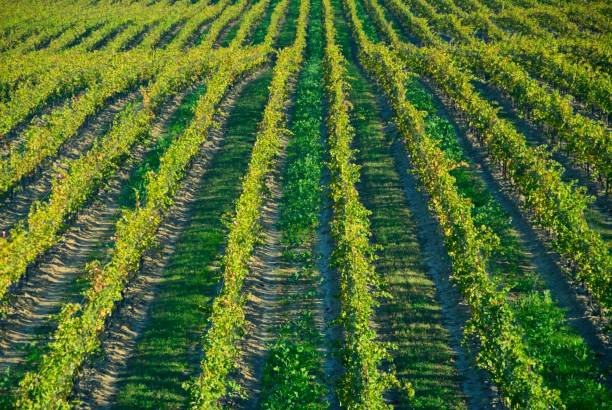 istock Grapes Growing on the Vines 1833507783