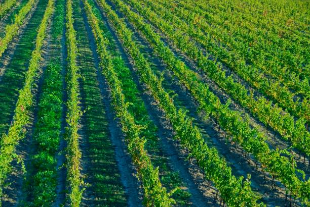 istock Grapes Growing on the Vines 1833507799