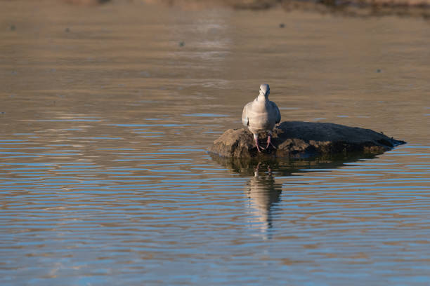istock Eurasian collared pigeon (Streptopelia decaocto) drinking from the pond. 1833507816