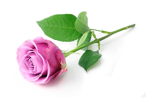 Magenta rose isolated stock photo