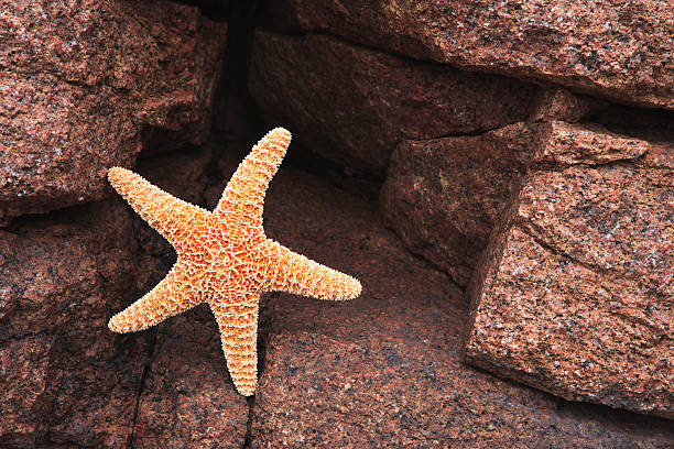 istock Starfish and rocky ocean shore 183350941