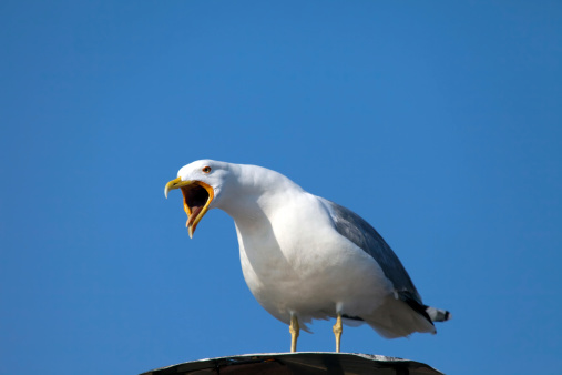 Yelling angry seagull front of clear blue sky.