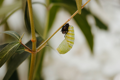 A monarch caterpillar, hanging upside down, wriggles from its skin as it transforms into a chrysalis. If you look closely, you can already see the formation of wings. Shot with a Canon 5D Mark IV.