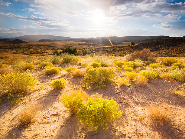 landscape sunrise desert "yellow sagebrush rabbit brush with yellow blooms illuminated by the sunshine as it rises over distant desert mountains in a cloud filled blue sky.  horizontal composition with copy space taken in rabbit valley, fruita, colorado." rabbit brush stock pictures, royalty-free photos & images