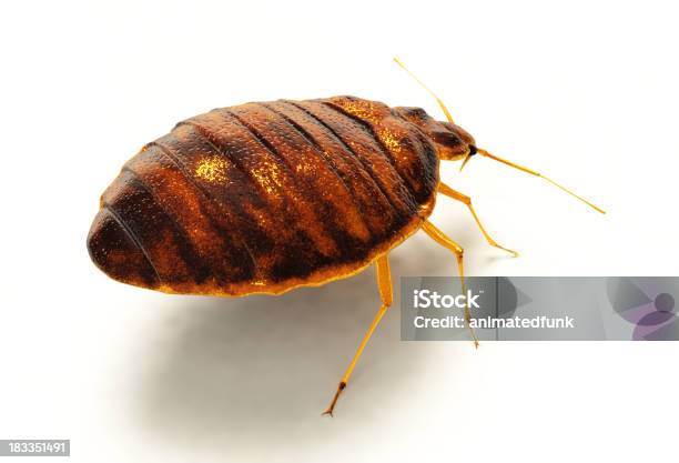 An Enlarged Photograph Of A Bedbug Showing It Up Close Stock Photo - Download Image Now