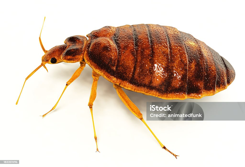 Bedbug Lifelike 3D rendering of a bedbug.  Includes clipping path!Created in modo 401 & ZBrush. Bedbug Stock Photo