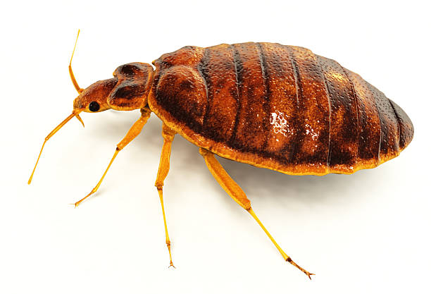 Bedbug Lifelike 3D rendering of a bedbug. Includes clipping path!Created in modo 401 & ZBrush. bedbug stock pictures, royalty-free photos & images