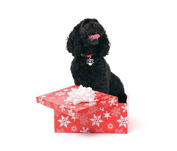 Cockapoo Cão sentado dentro de caixa de presente vermelho - fotografia de stock