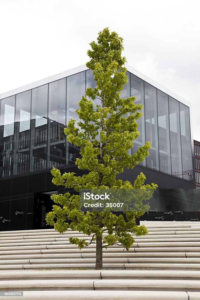 urban tree green natural tree in modern urban environment. Architectural Feature Stock Photo