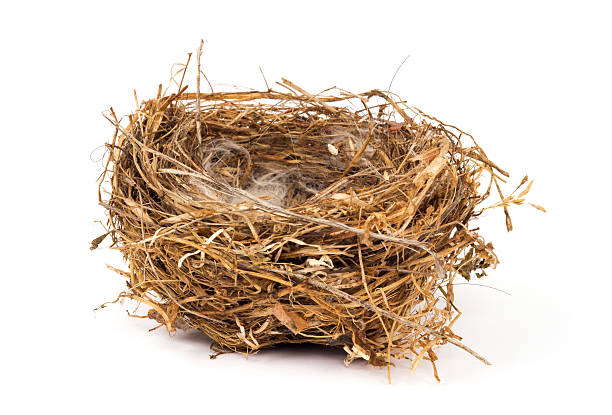 istock A brown birds nest with smoke coming out 183351824