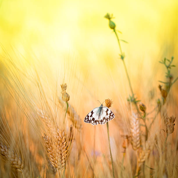 Colorful butterfly on wildflower