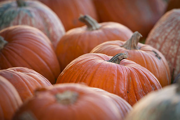 Patch of large orange pumpkins stock photo