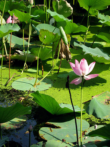 istock Water lilies in People's Park, Shanghai 183351993