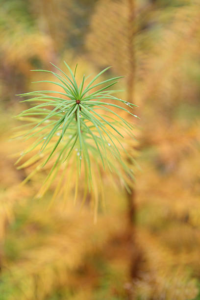 istock Twig of a larch tree in autumn 183351996