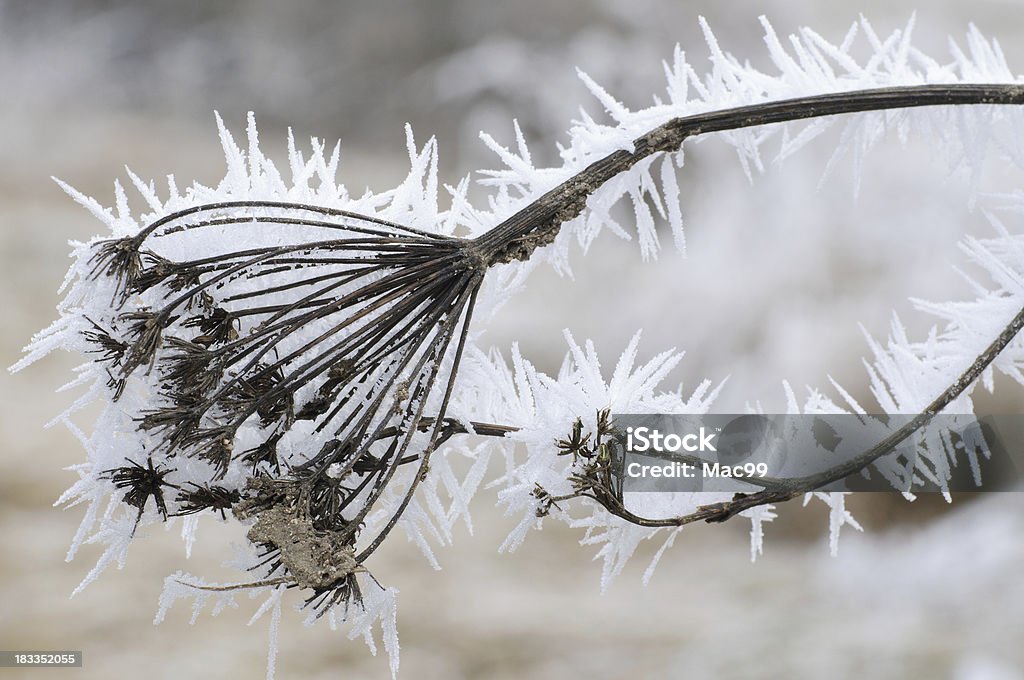 Extreme Hoar Frost auf Vertrocknet - Lizenzfrei Ast - Pflanzenbestandteil Stock-Foto