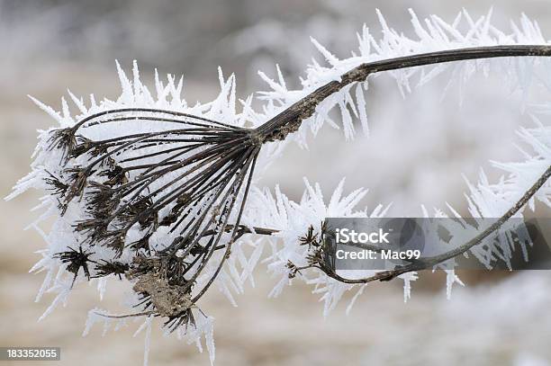 Extreme Hoar Frost Auf Vertrocknet Stockfoto und mehr Bilder von Ast - Pflanzenbestandteil - Ast - Pflanzenbestandteil, Frost, Knospend