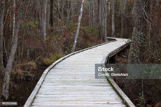 Swamp Path Boardwalk Stock Photo - Download Image Now - Cypress Tree, Swamp, Boardwalk