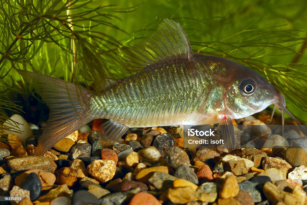 Corydoras. Brochis splendens. - Foto stock royalty-free di Acqua