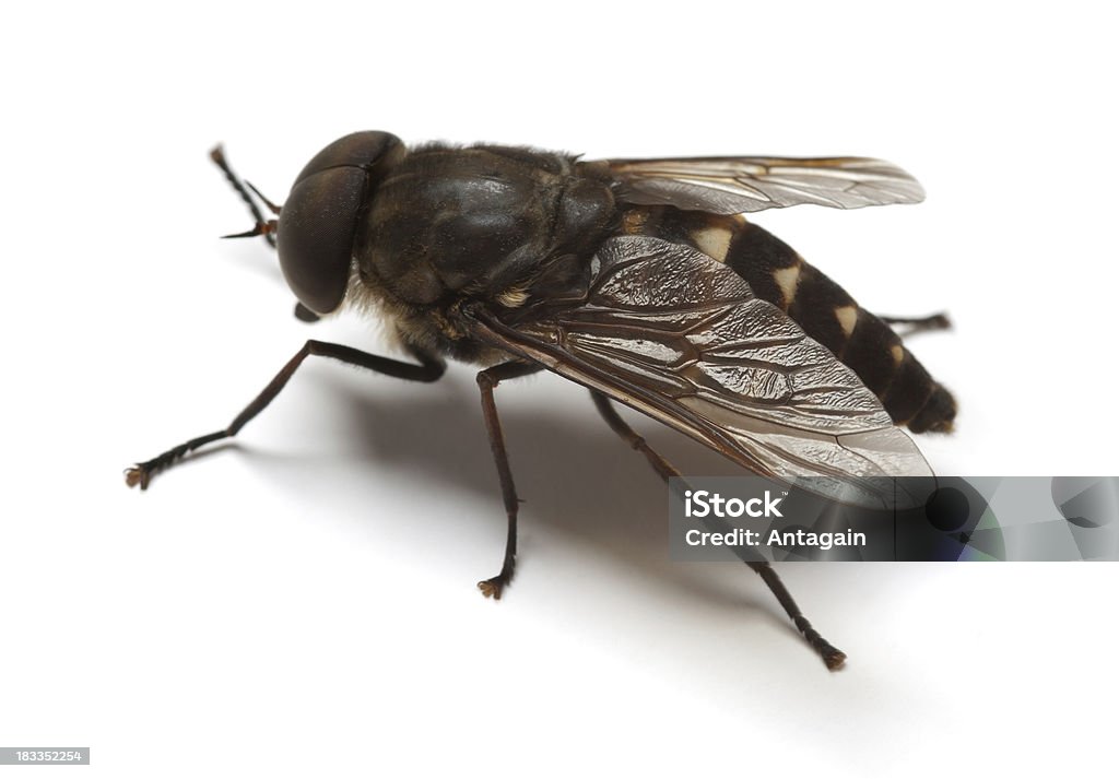 Horsefly - Foto de stock de Insecto libre de derechos