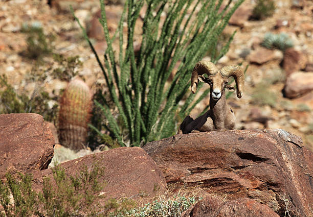 mouflons d'amérique et de cactus dans le désert - bighorn sheep sonoran desert animal sheep photos et images de collection