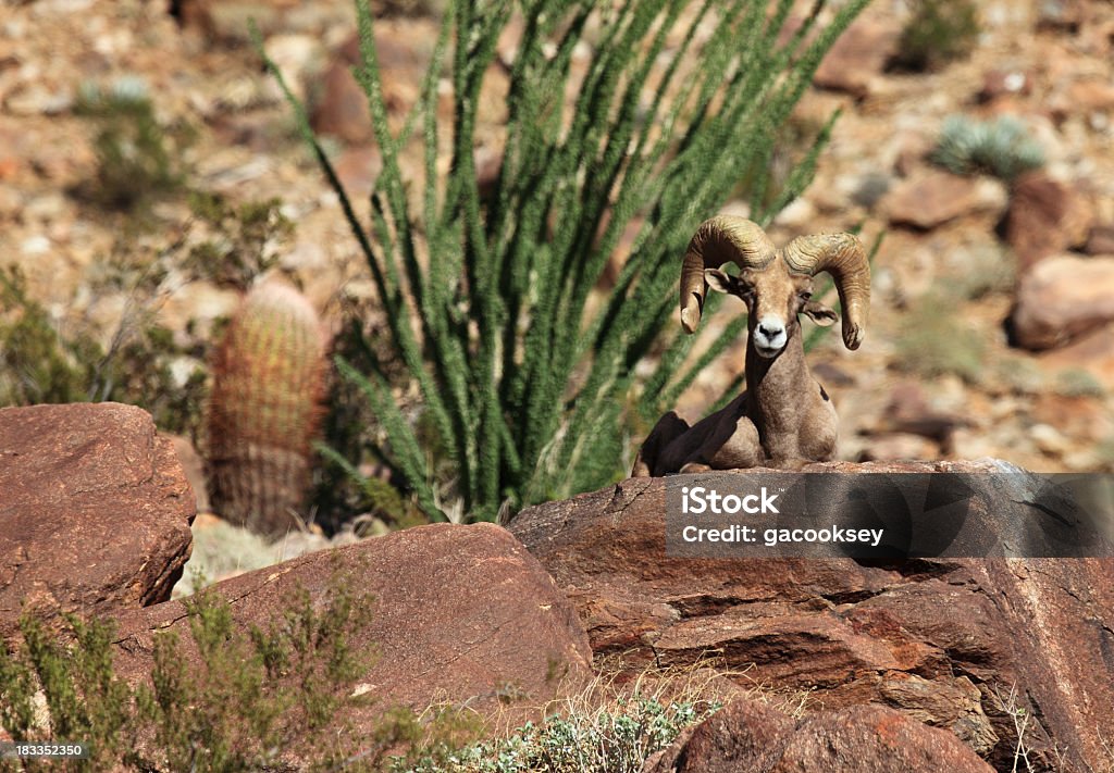 Carneiro Selvagem Norte-americano e cactus do deserto - Foto de stock de Acabado royalty-free