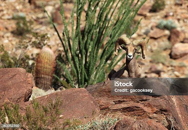 Foto de Carneiro Selvagem Norteamericano E Cactus Do Deserto e mais fotos de stock de Acabado