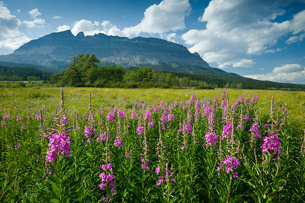 Fireweed Wildflowers and Mountains Glacier National Park Fireweed Wildflowers and Mountains Glacier National Park.  Spectacular alpine meadow with vibrant wildflowers.  Captured as a 14-bit Raw file. Edited in ProPhoto RGB color space. flower mountain fireweed wildflower stock pictures, royalty-free photos & images