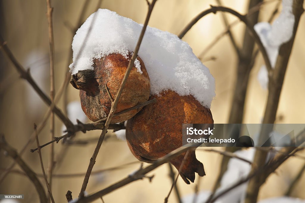 Forzen pomegranate tree with snow Pomegranate Stock Photo