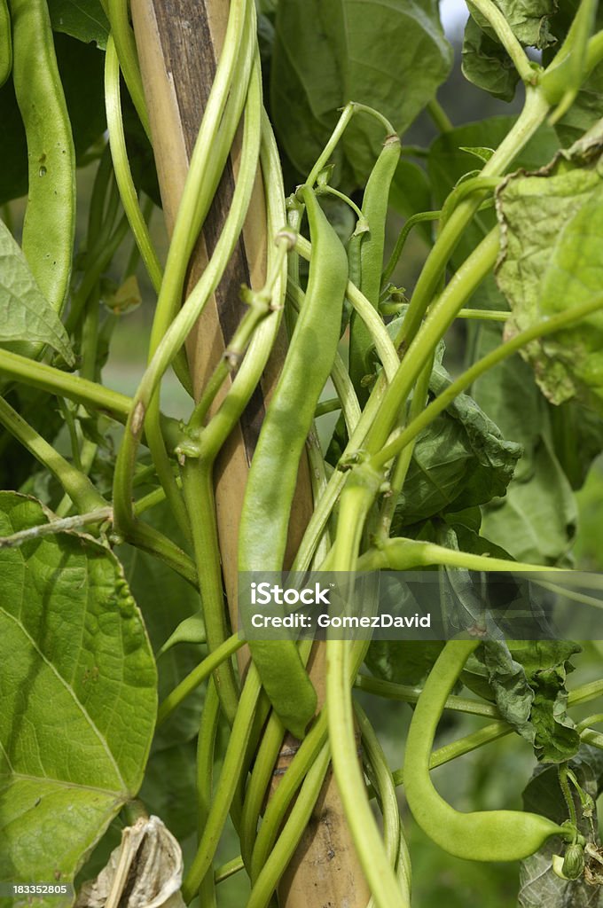 Close-up de vagem orgânica no Vine - Foto de stock de Agricultura royalty-free