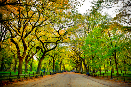 Literary Walk in Central Park at fall