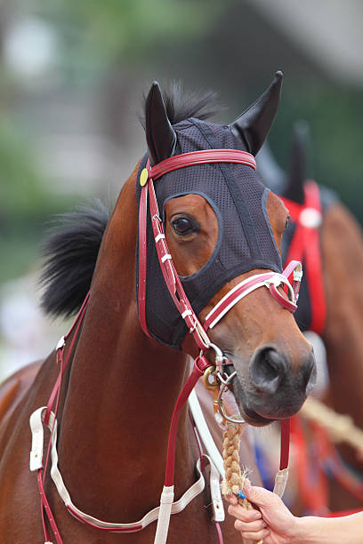 istock Horse head with Ear Plugs 183352898