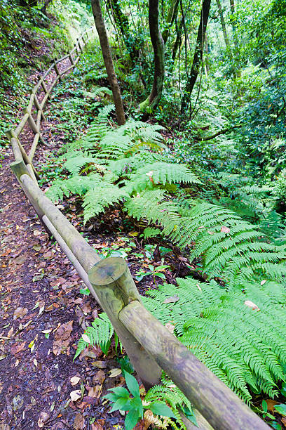 gehweg in los tilos reservieren, la palma - bioreserve vertical spain europe stock-fotos und bilder