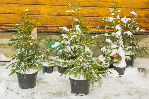 Christmas tree under snow.