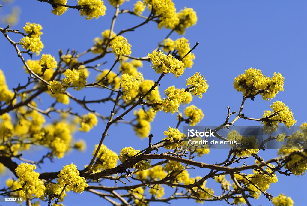 Den Frühling - Lizenzfrei Ast - Pflanzenbestandteil Stock-Foto
