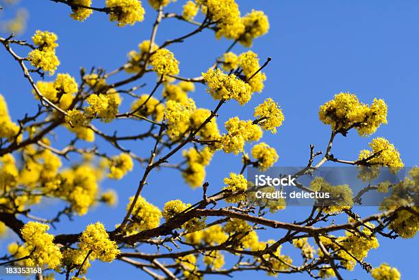 Den Frühling Stockfoto und mehr Bilder von Ast - Pflanzenbestandteil - Ast - Pflanzenbestandteil, Baum, Baumblüte