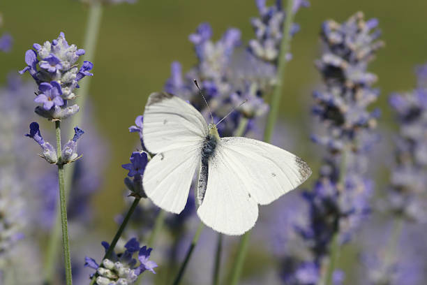 farfalla di cavolo cappuccio bianco lavenders - insect animal eye flower flower head foto e immagini stock