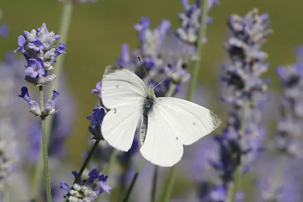 Cabbage white butterfly on lavenders.Please see more than 100 butterfly pictures of my Portfolio.Thank you!
