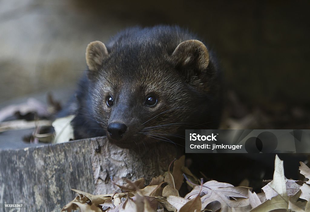 Fisher Ritratto (Martes pennanti - Foto stock royalty-free di Donnola