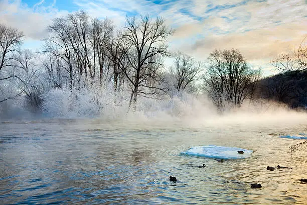 Photo of Ducks in Extremely Cold Steaming River With Frost Covered Trees