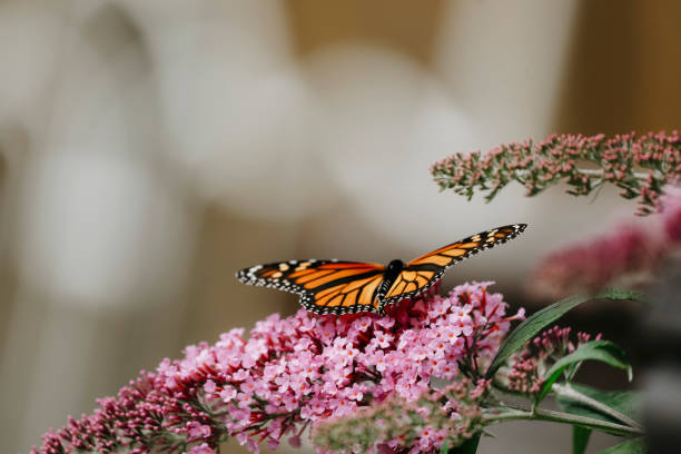 istock Monarch Butterfly on Buddleia Blossom 1833536172