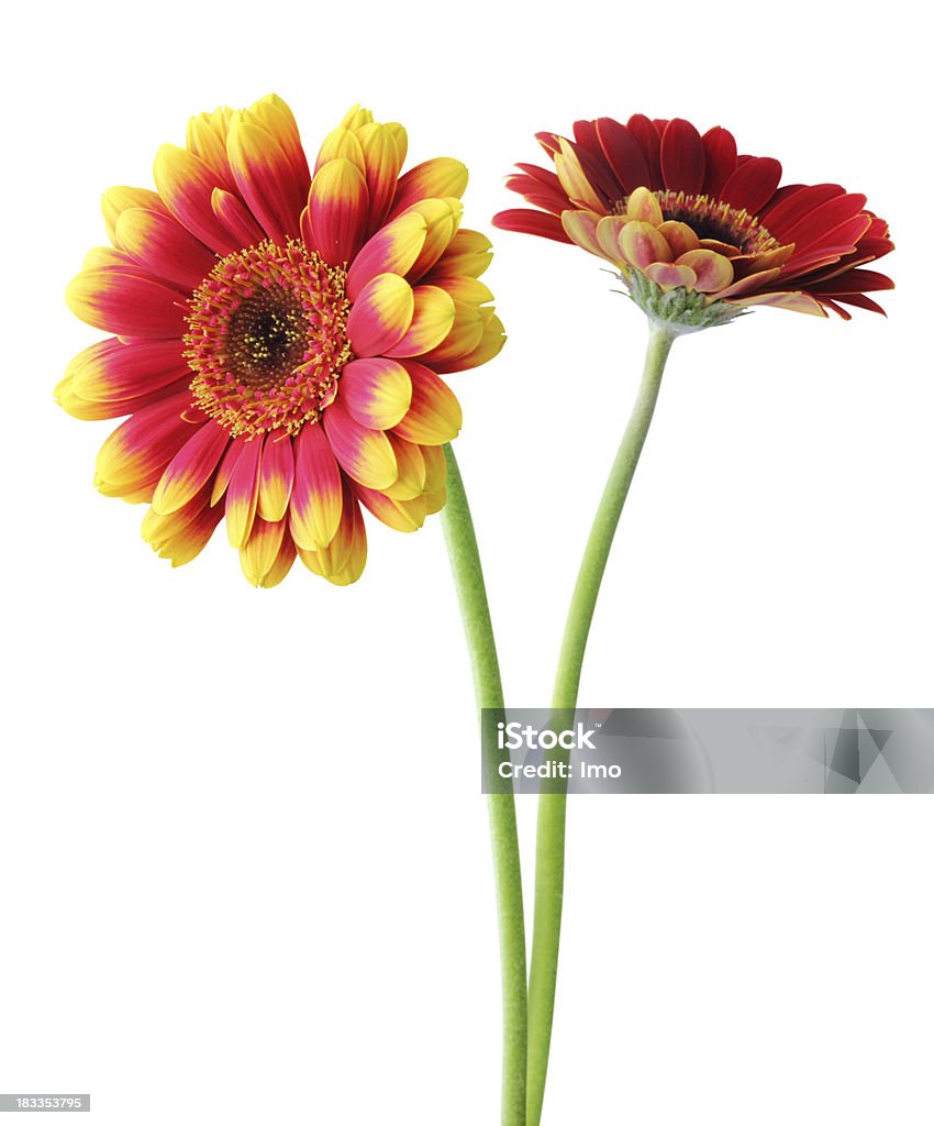 Due daisys isolato - Foto stock royalty-free di Argyranthemum frutescens