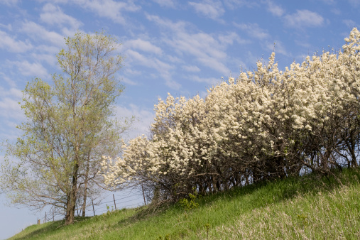 Iowa roadside scene.